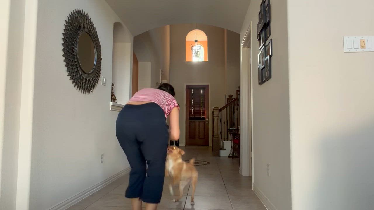Enlarge Oliver, a Adoptable mixed breed in Houston, TX video 6/6