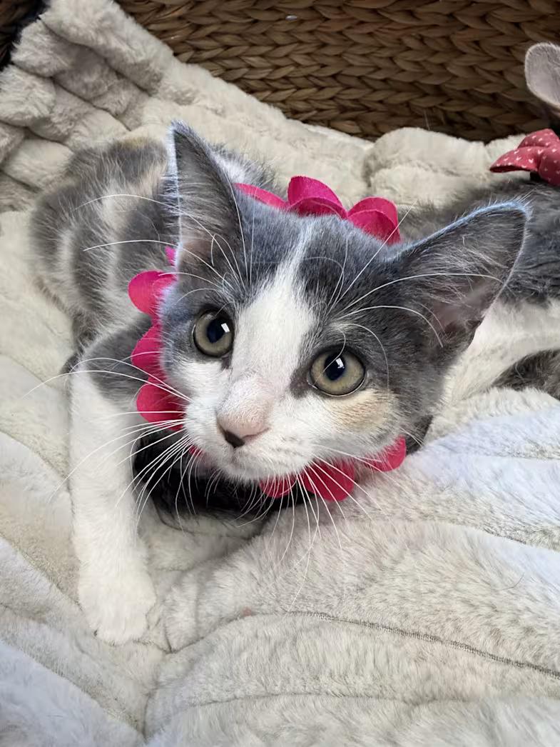Breeze, Adoptable, Kitten Female Domestic Short Hair & Dilute Calico.