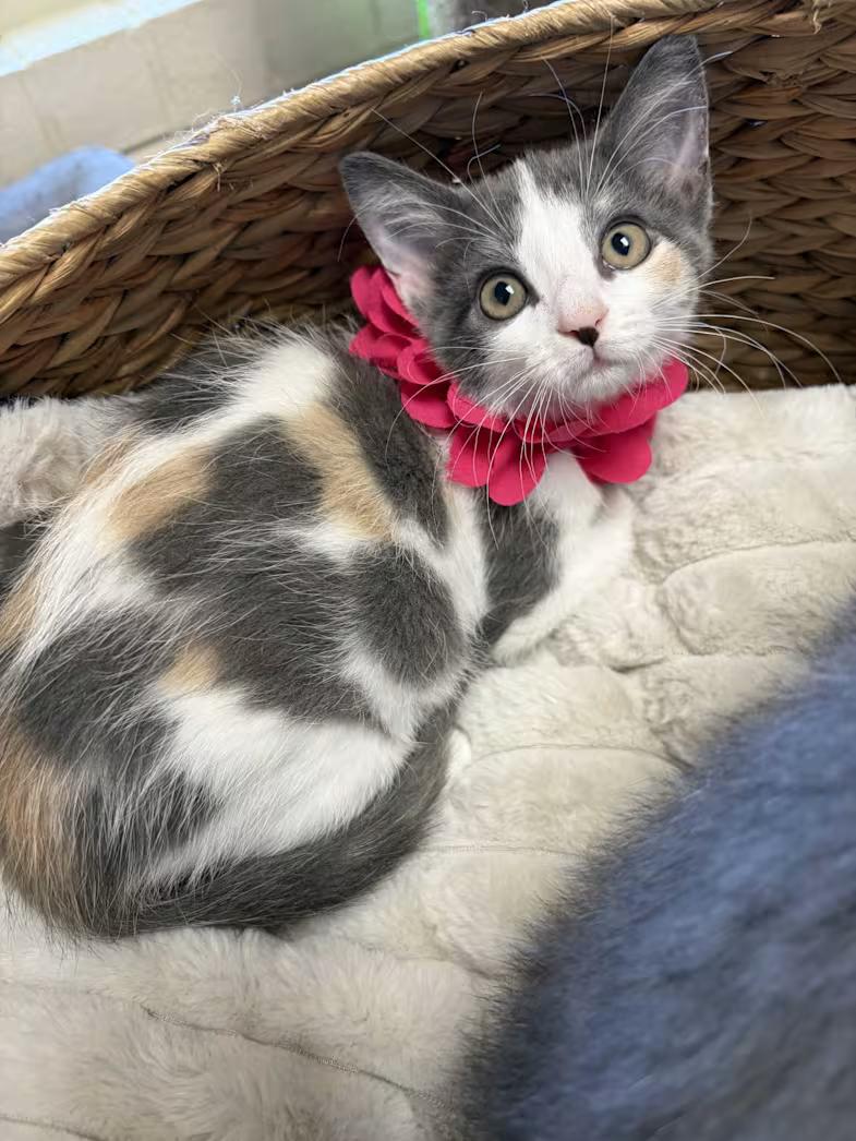 Enlarge Breeze, a Adoptable mixed breed in Greensboro, NC image 2/6
