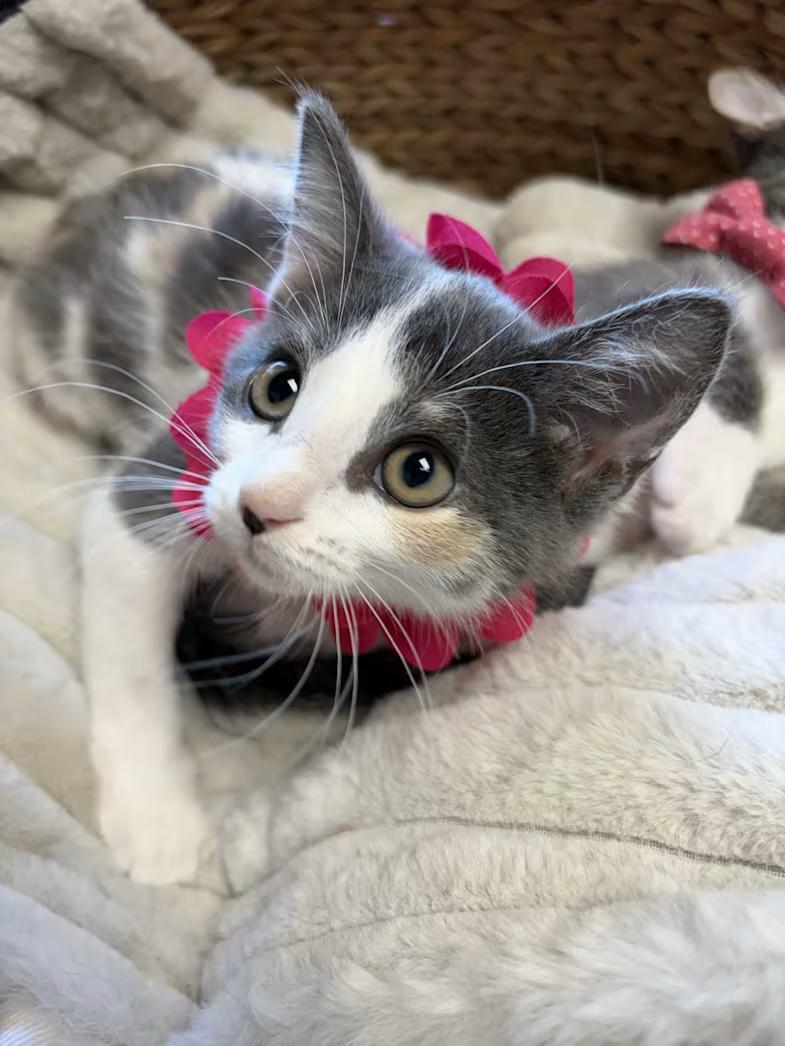 Enlarge Breeze, a Adoptable mixed breed in Greensboro, NC image 5/6
