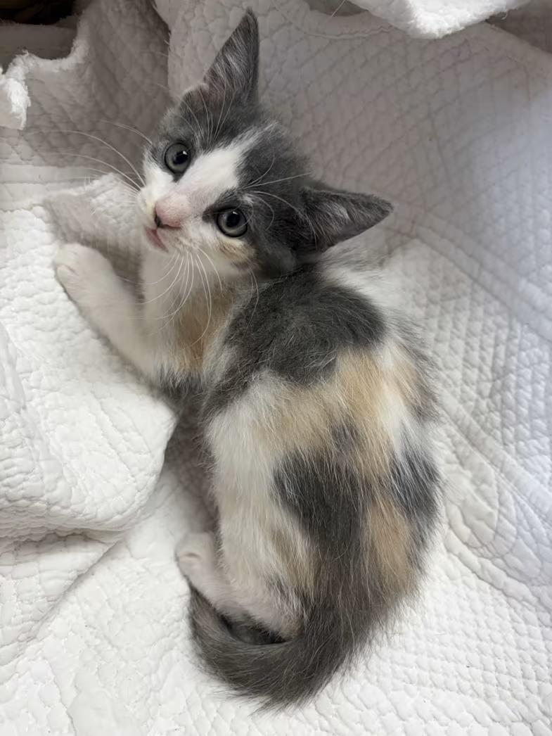 Enlarge Breeze, a Adoptable mixed breed in Greensboro, NC image 3/6