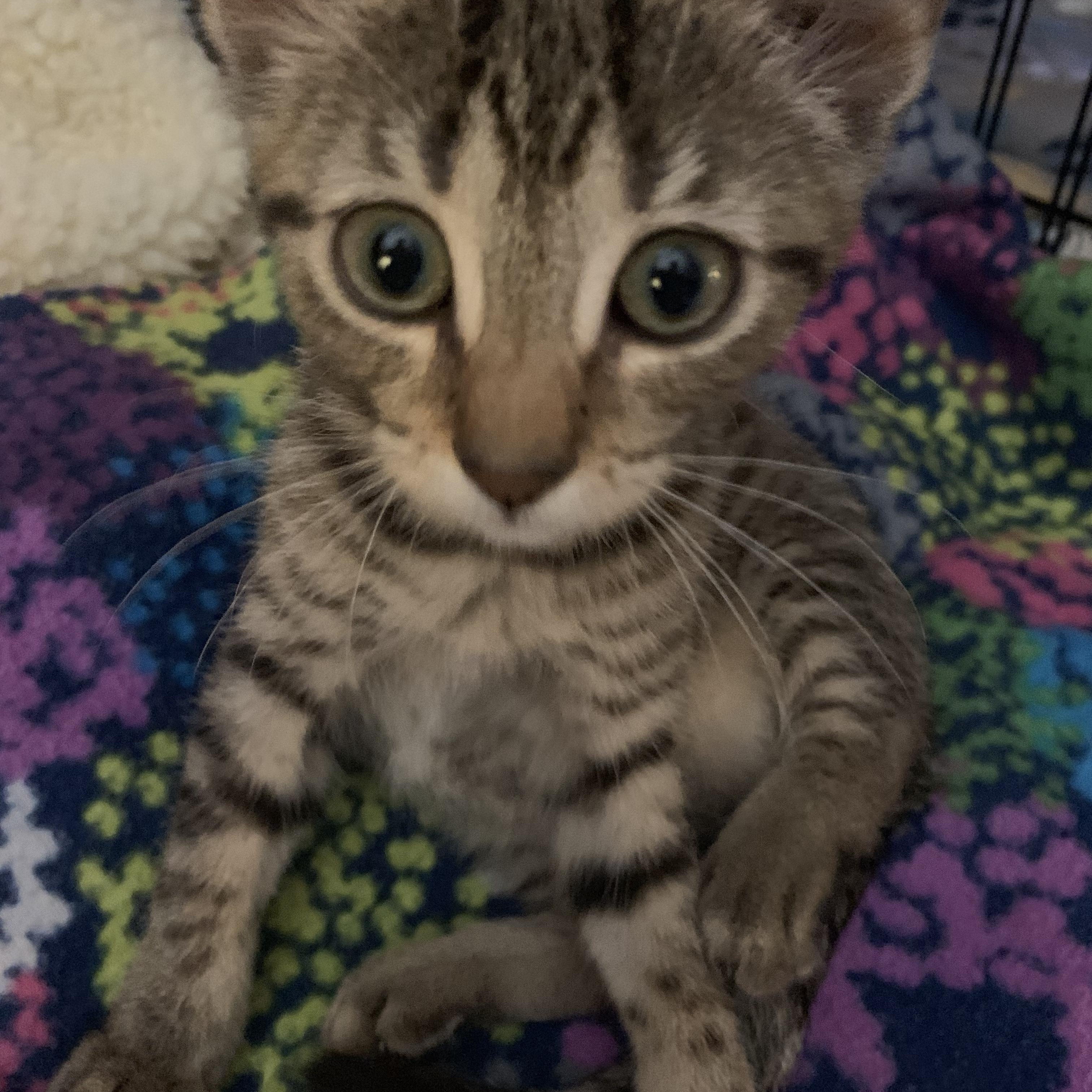 Trisha (year old sweet little girl)