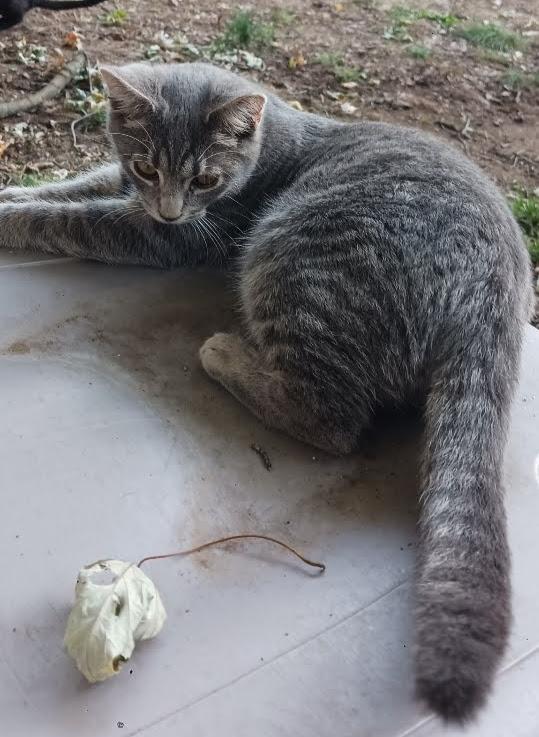 Trisha (year old sweet little girl)