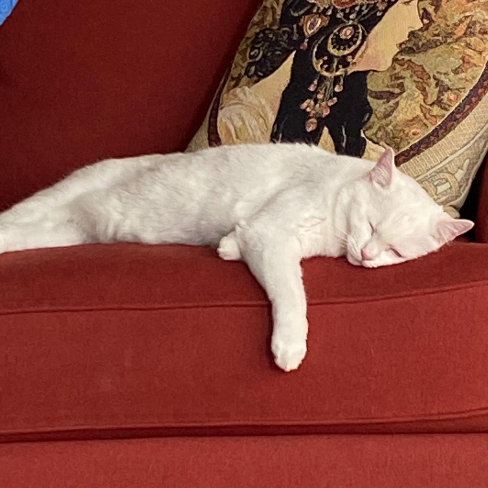 Stormy, a ADOPTABLE Domestic Short Hair in Salt Spring Island, BC image 5/5