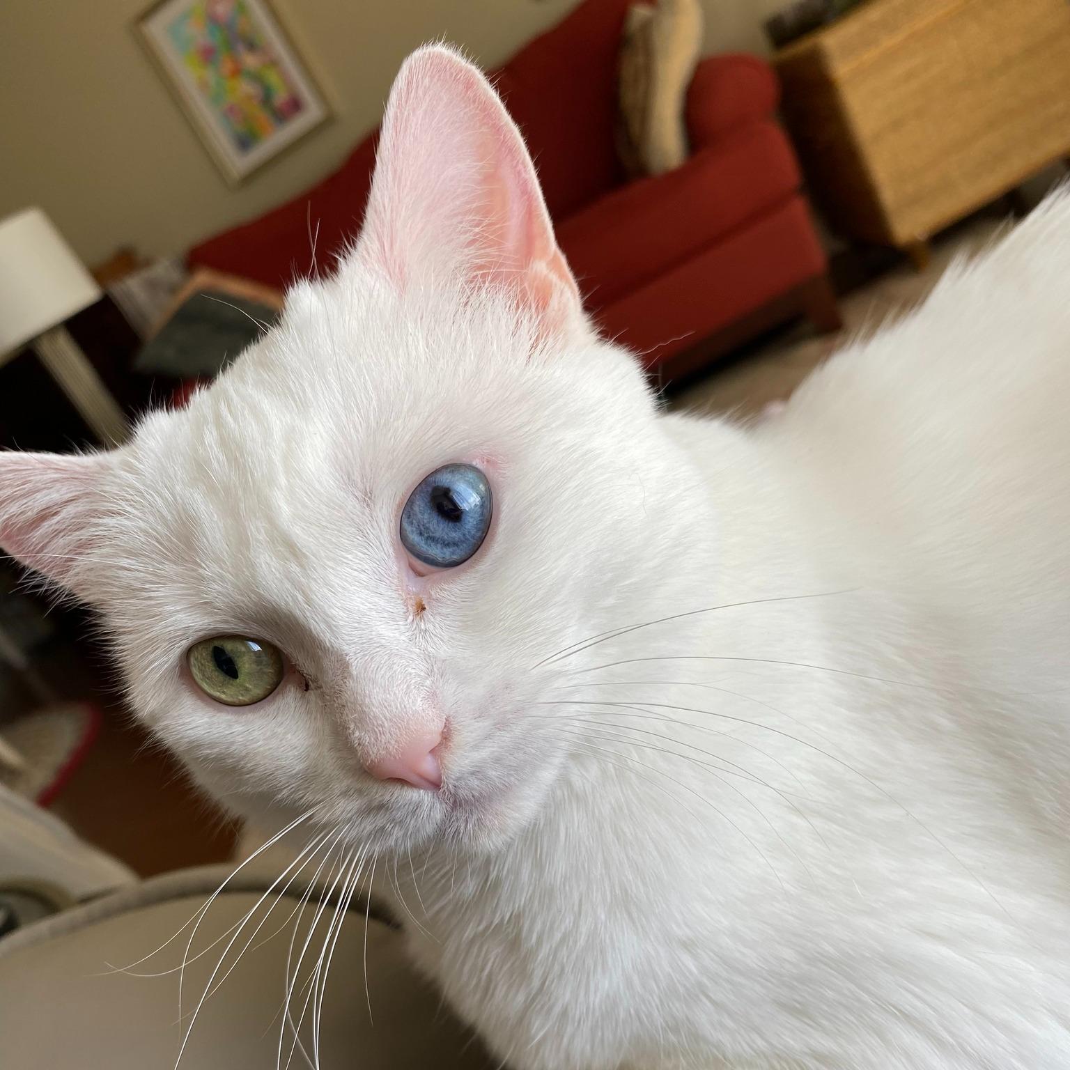 Stormy, a ADOPTABLE Domestic Short Hair in Salt Spring Island, BC image 2/5