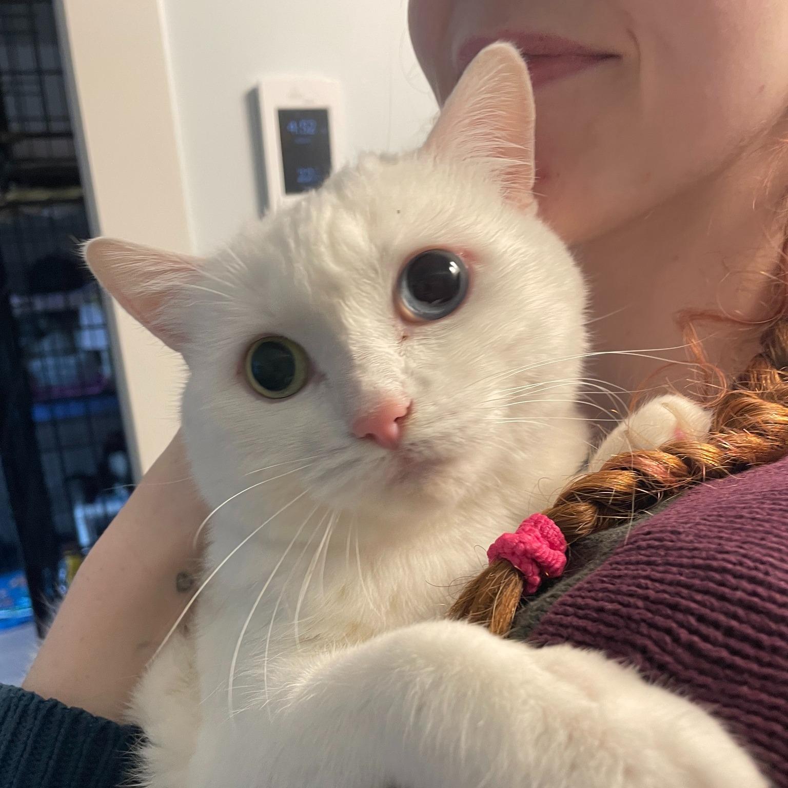 Stormy, a ADOPTABLE Domestic Short Hair in Salt Spring Island, BC image 1/5