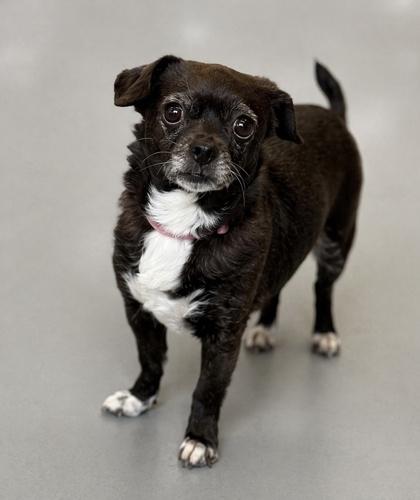 Molly, Adoptable, Senior Female Chihuahua & Mixed Breed.