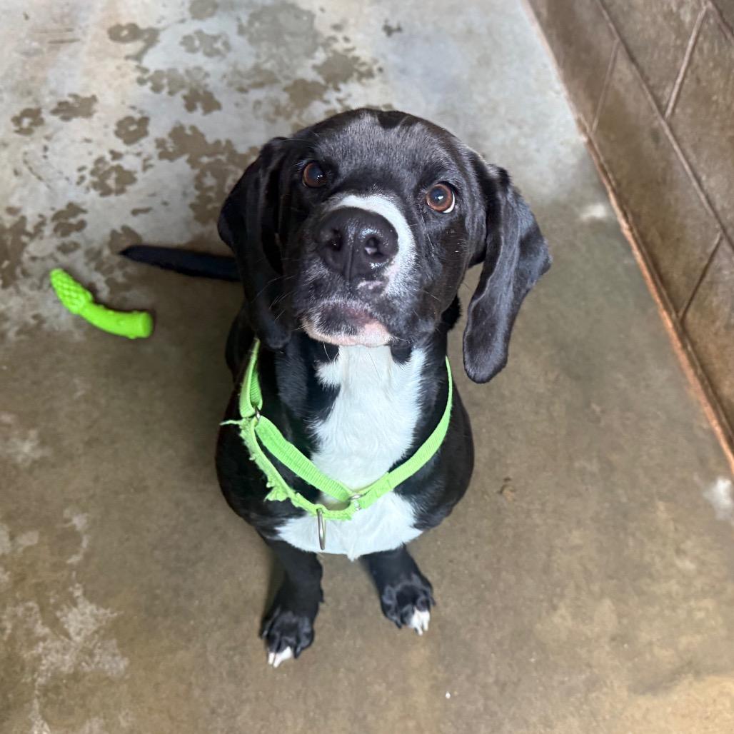 Scout, Adoptable, Young Male Mixed Breed.