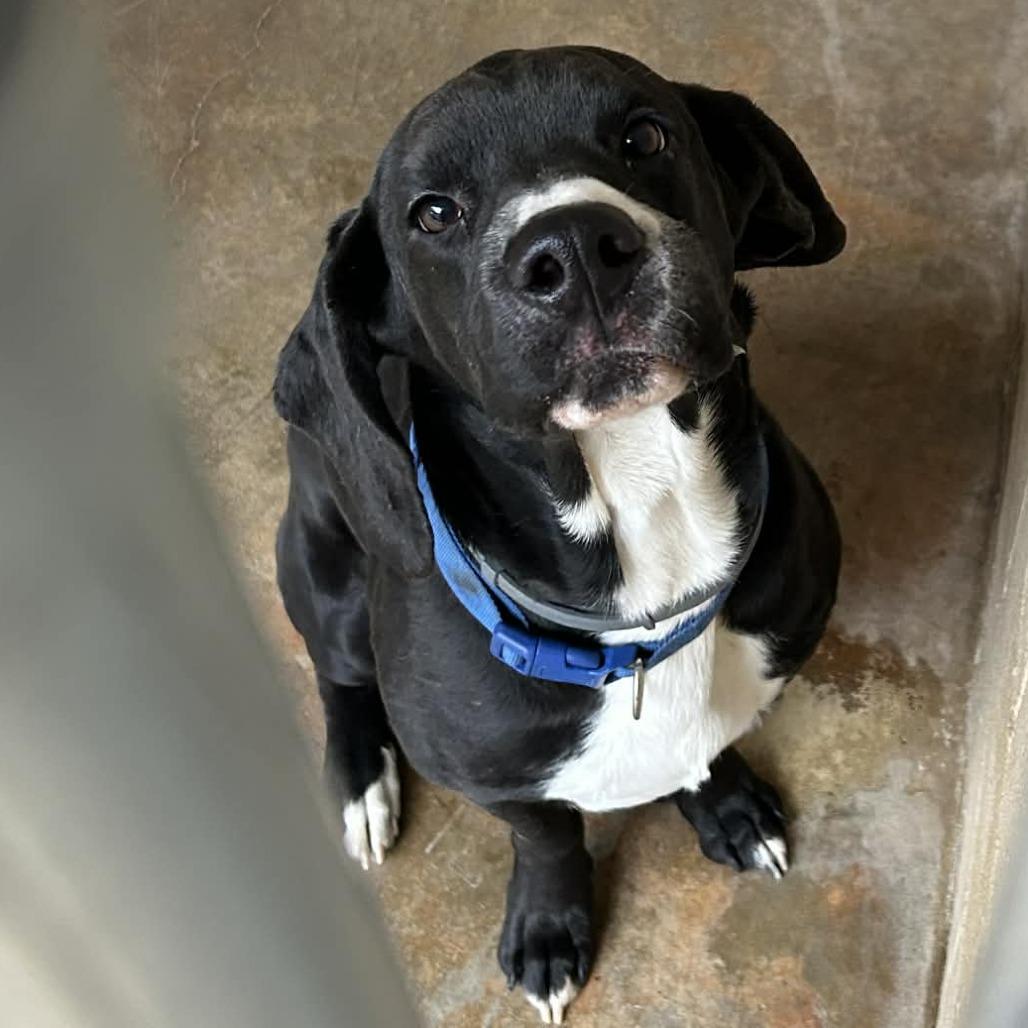 Enlarge Scout, a Adoptable Mixed Breed in Hamilton, GA image 2/6