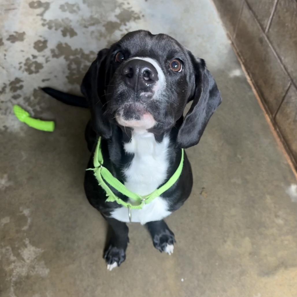 Enlarge Scout, a Adoptable Mixed Breed in Hamilton, GA image 3/6