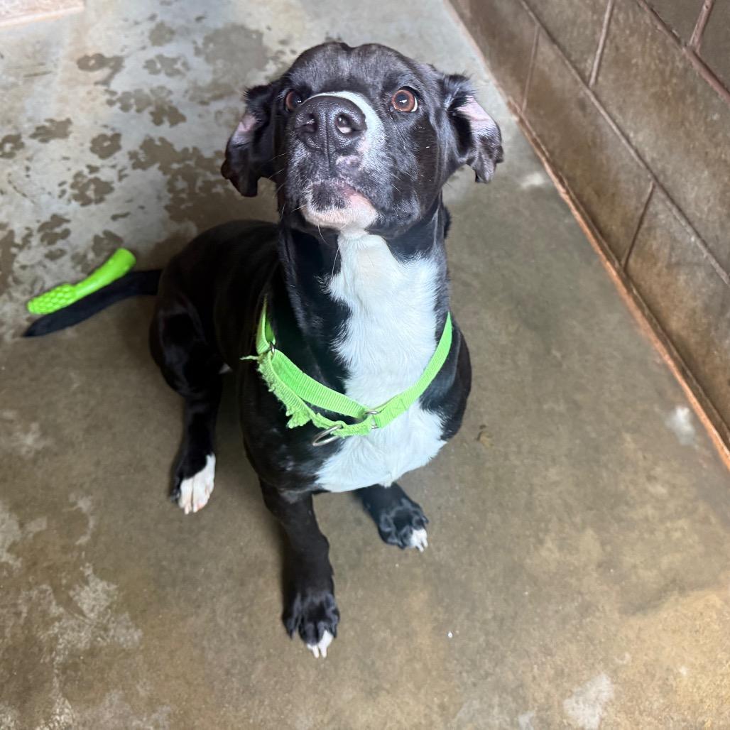 Enlarge Scout, a Adoptable Mixed Breed in Hamilton, GA image 4/6