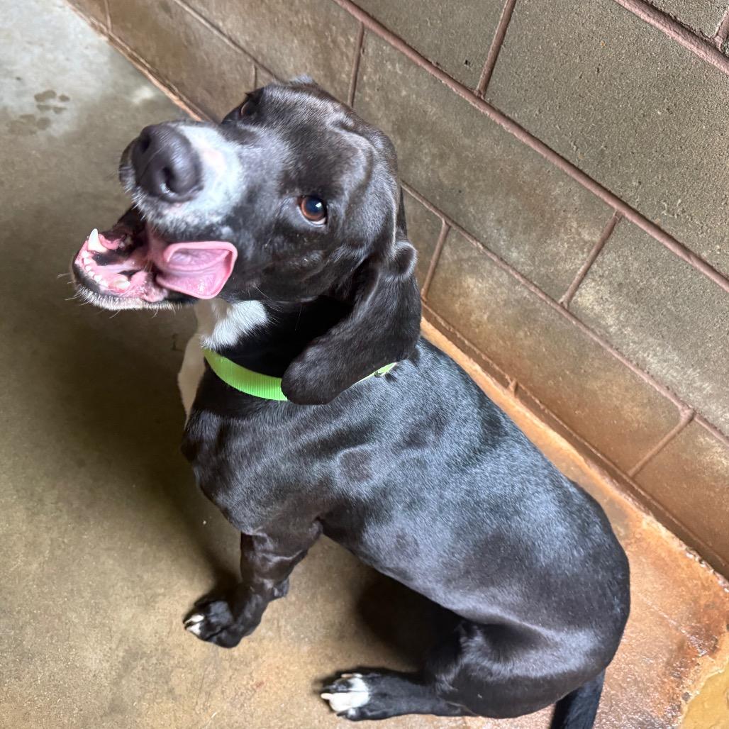 Enlarge Scout, a Adoptable Mixed Breed in Hamilton, GA image 5/6