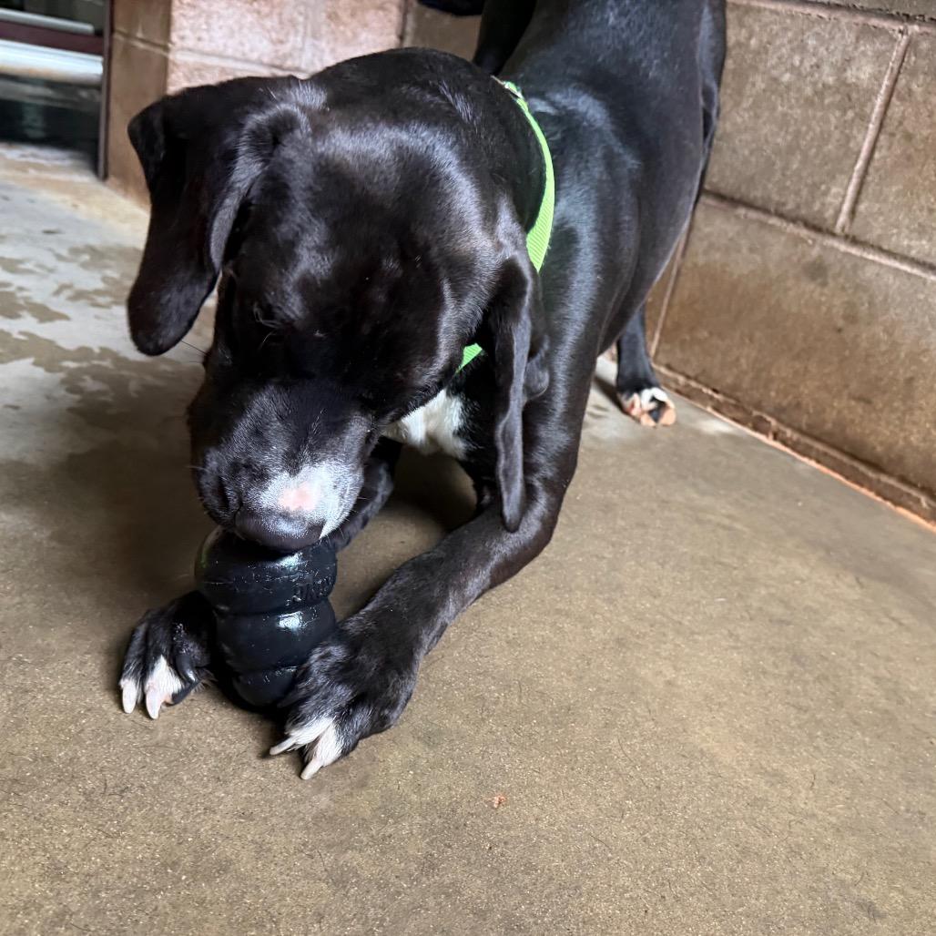 Enlarge Scout, a Adoptable Mixed Breed in Hamilton, GA image 6/6