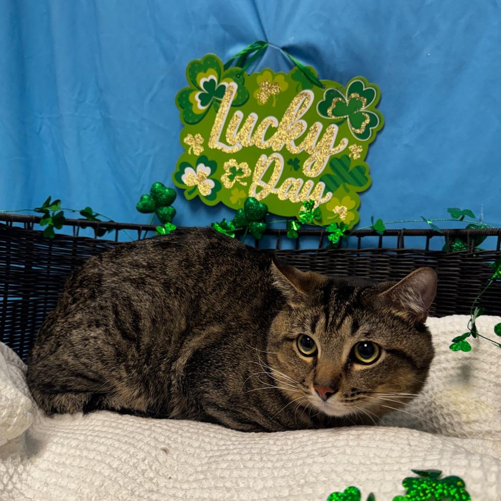 Roxas, Adoptable, Adult Male Domestic Short Hair.