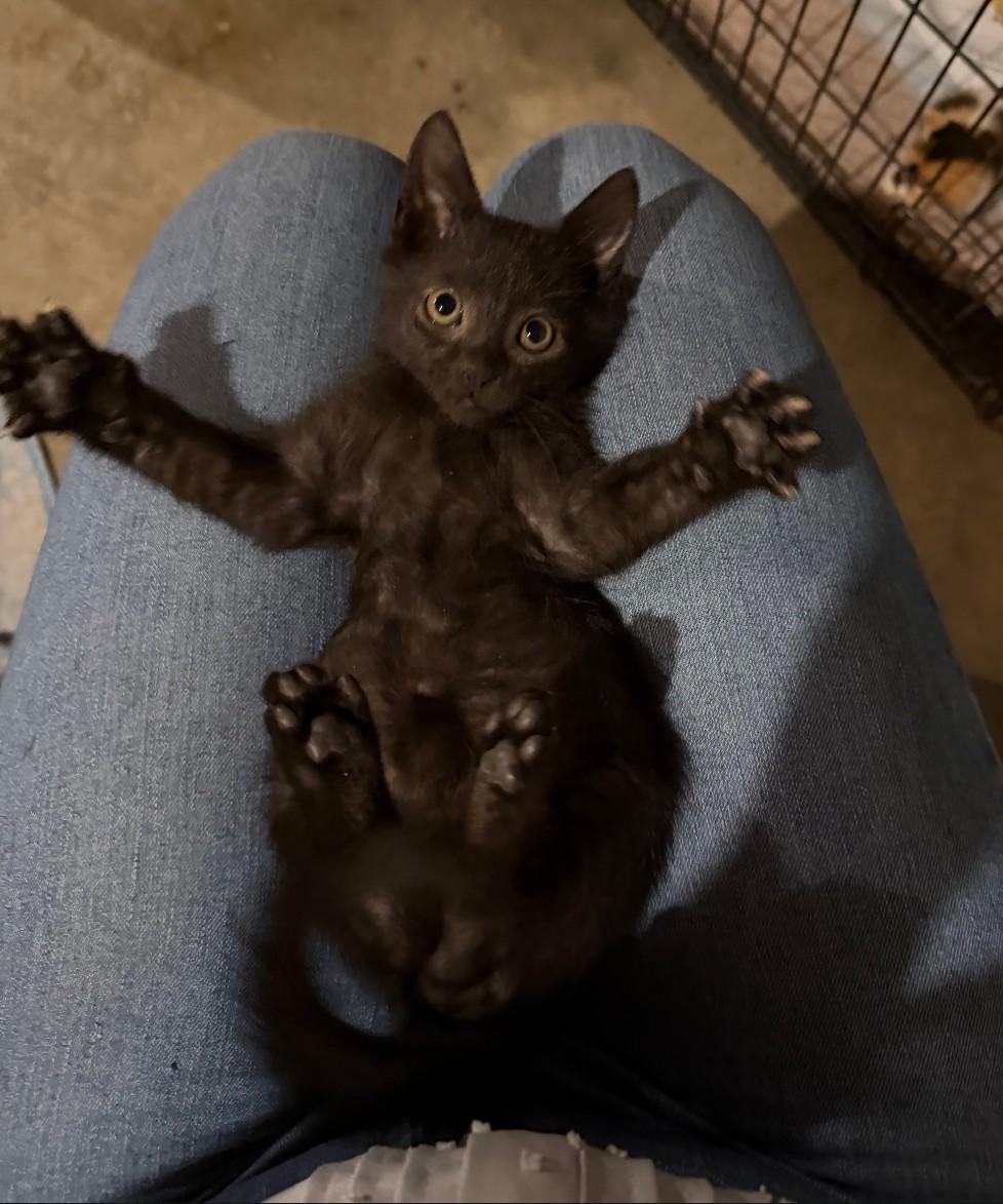 Enlarge Bugle - snuggly & playful, a Adoptable Domestic Short Hair in Hendersonville, TN image 3/3