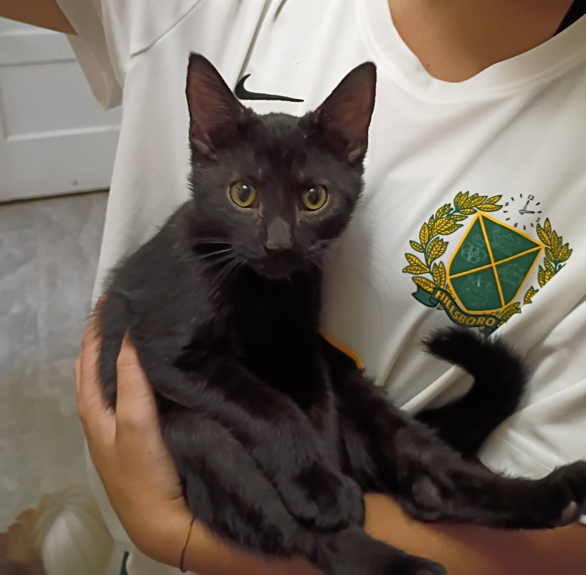 Bugle - snuggly & playful, Adoptable, Kitten Male Domestic Short Hair.