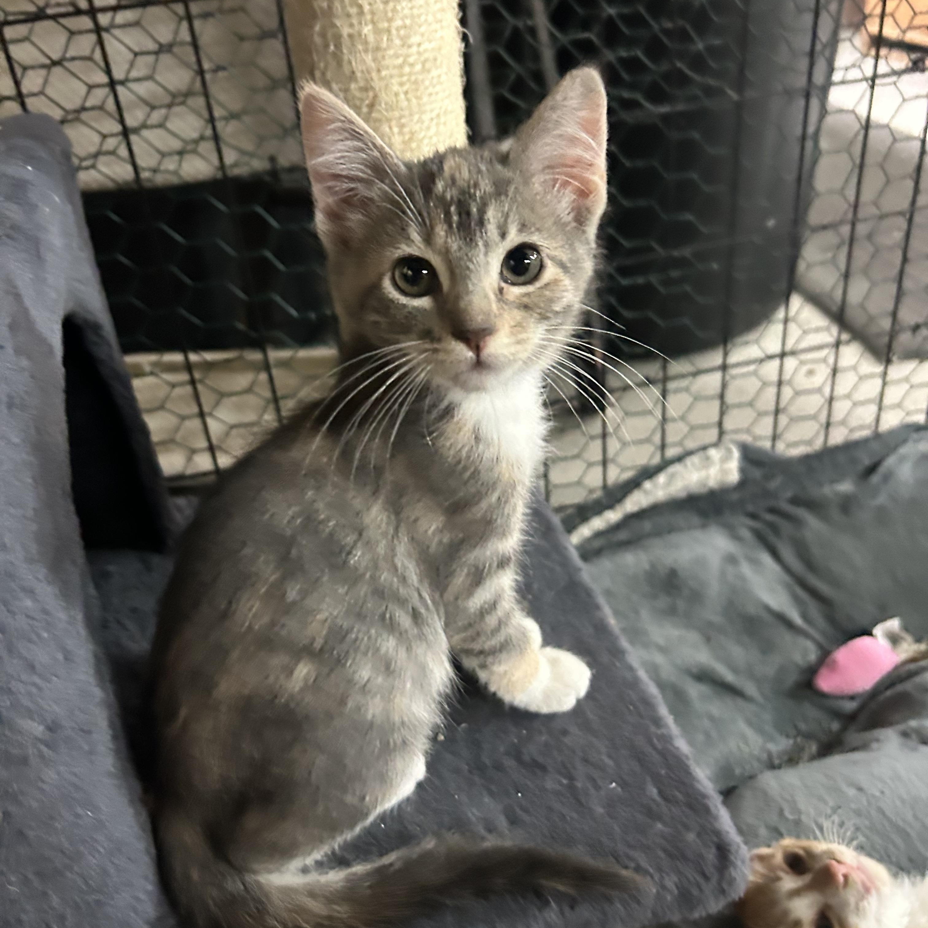 Nugget, Adopted, Kitten Female Torbie.