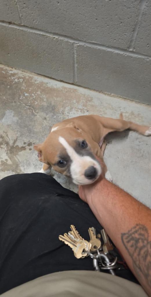 Oda, Adoptable, Puppy Male Mixed Breed.