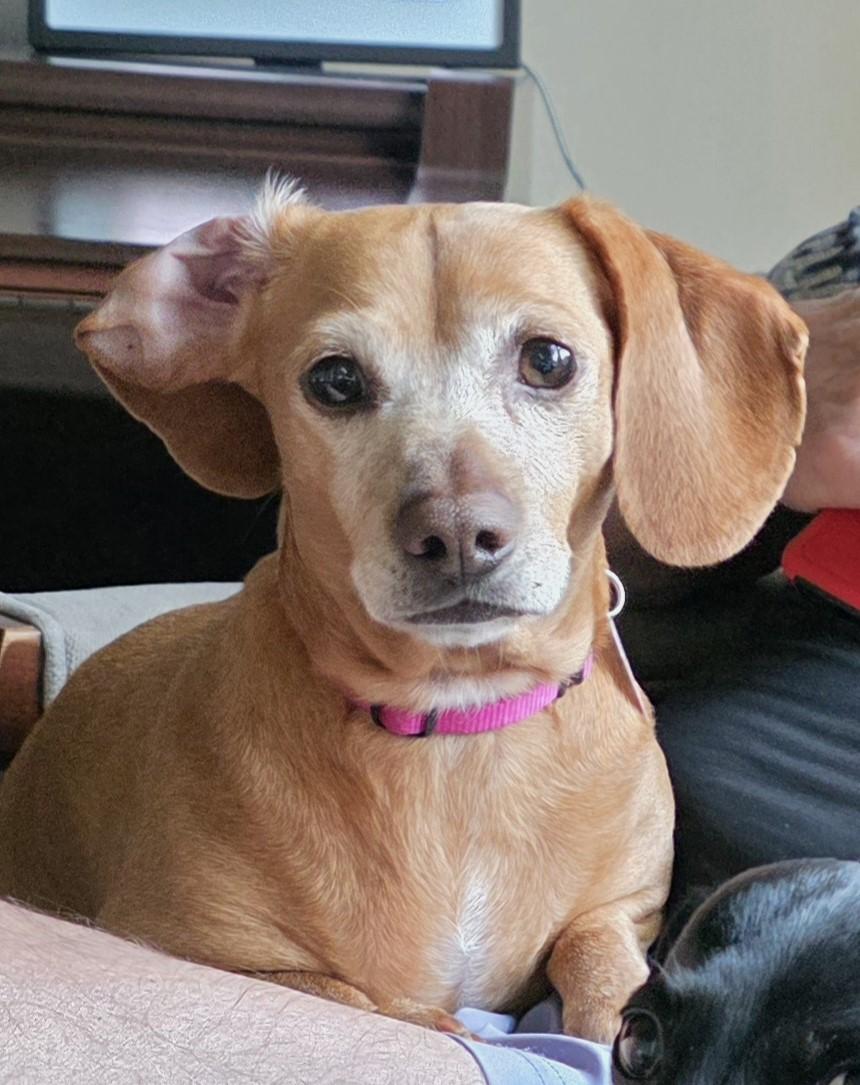 Enlarge Juno in NC, an adopted Dachshund in Belmont, NC image 3/5