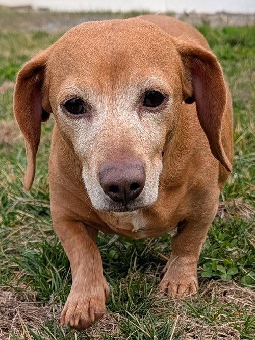 Enlarge Juno in NC, a ADOPTABLE Dachshund in Belmont, NC image 2/4