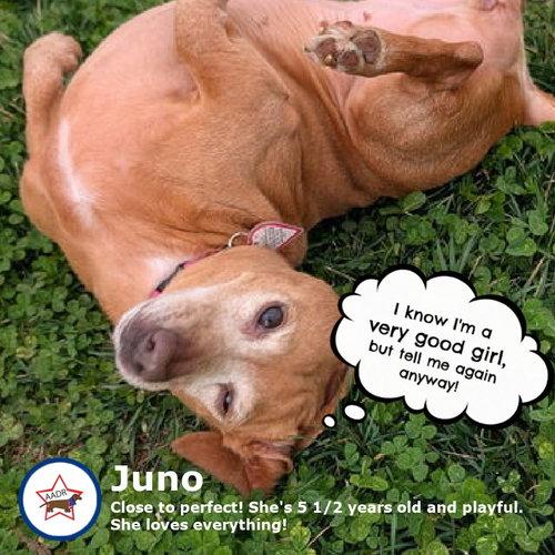 Enlarge Juno in NC, a ADOPTABLE Dachshund in Belmont, NC image 3/4