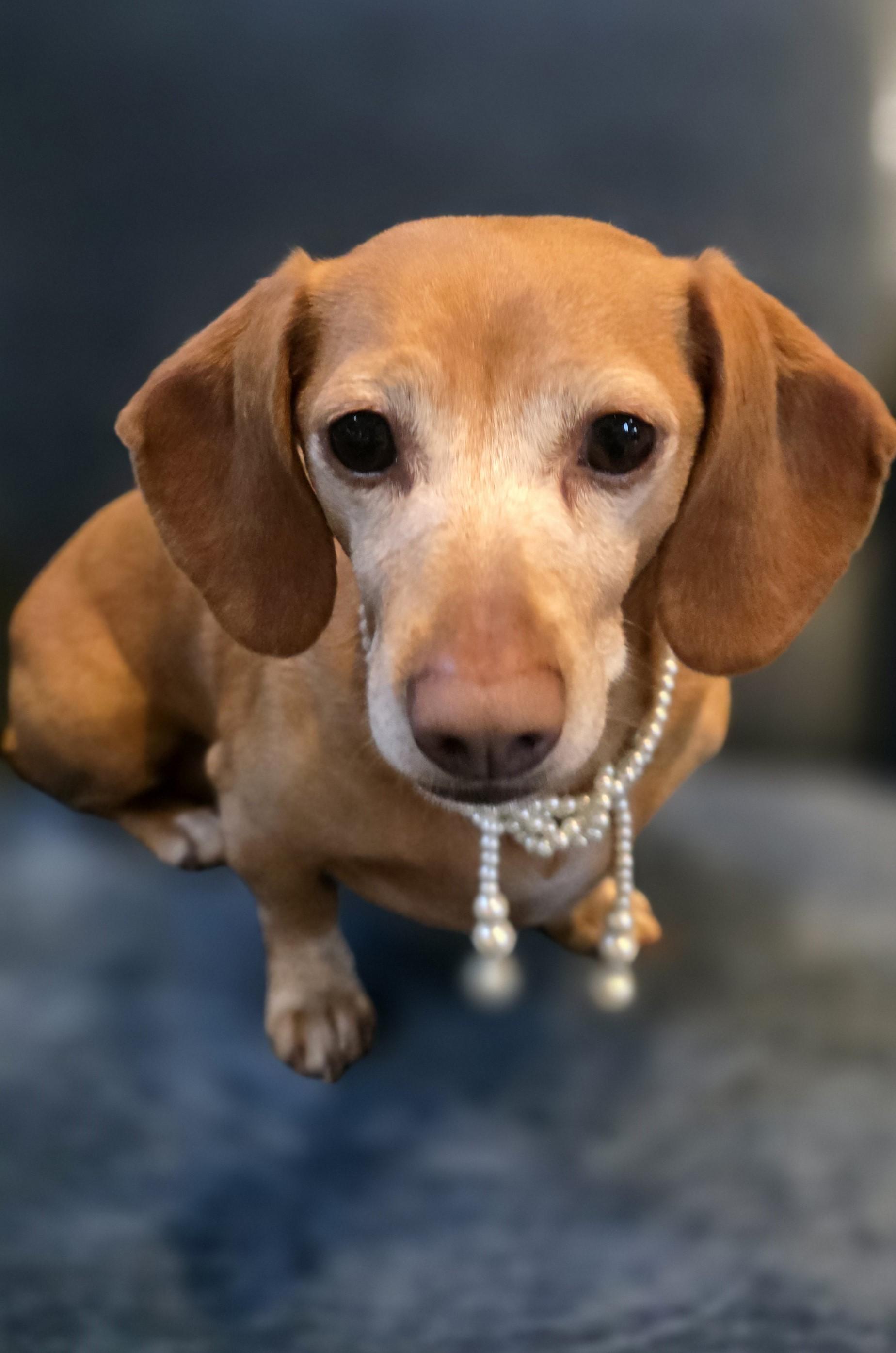 Juno in NC, adopted, Adult Female Dachshund.