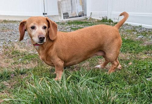 Enlarge Juno in NC, a ADOPTABLE Dachshund in Belmont, NC image 4/4