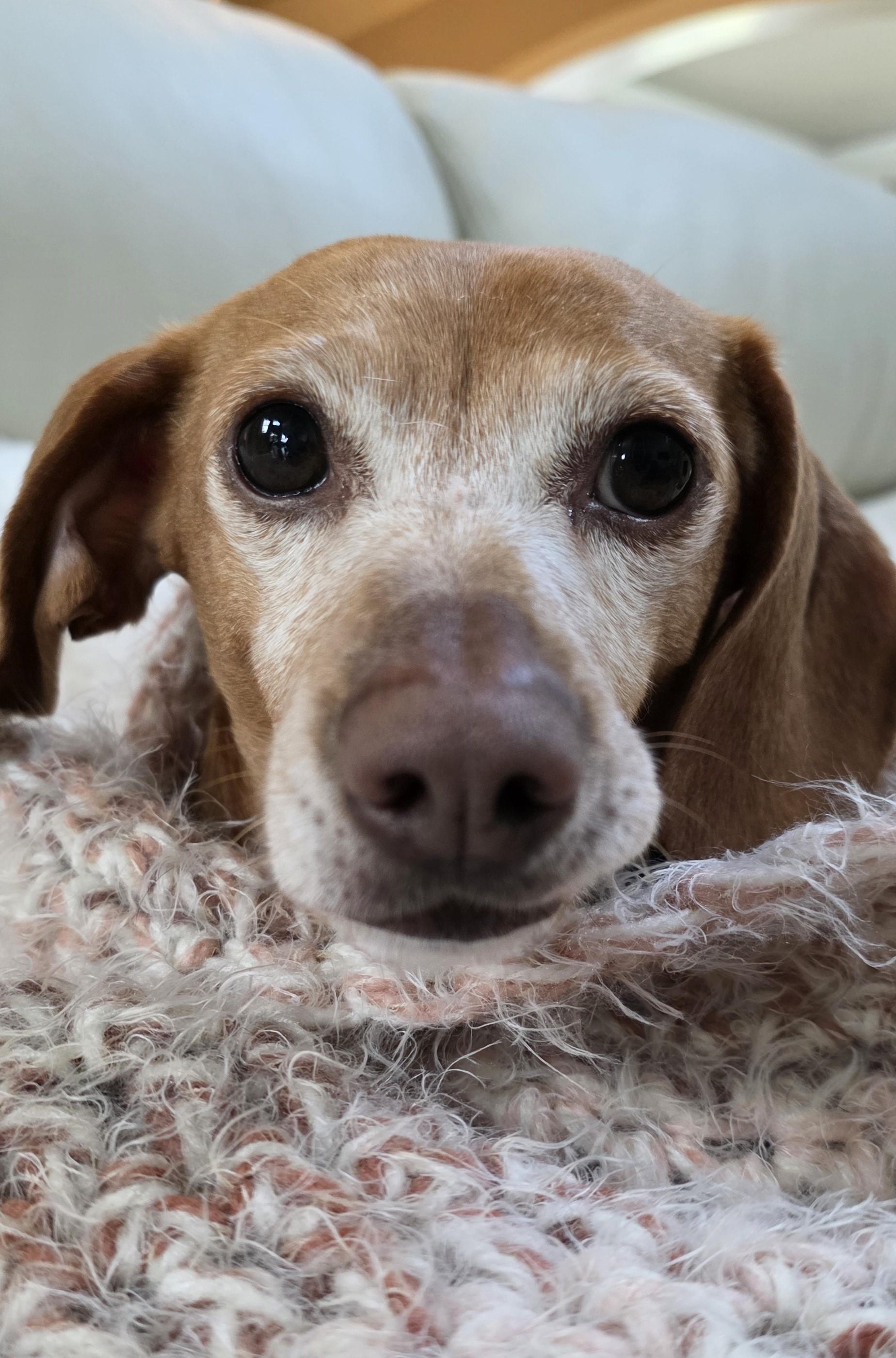 Enlarge Juno in NC, an adopted Dachshund in Belmont, NC image 2/5