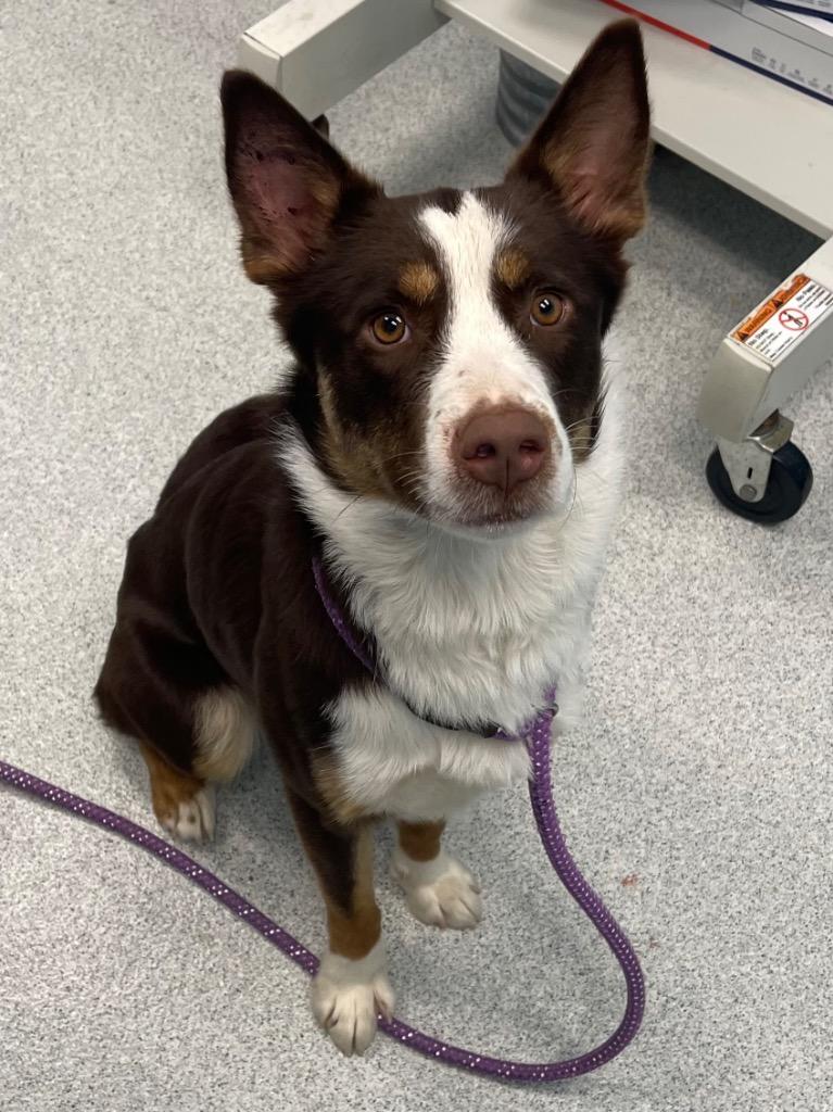 Alto, adopted, Young Female Cattle Dog.