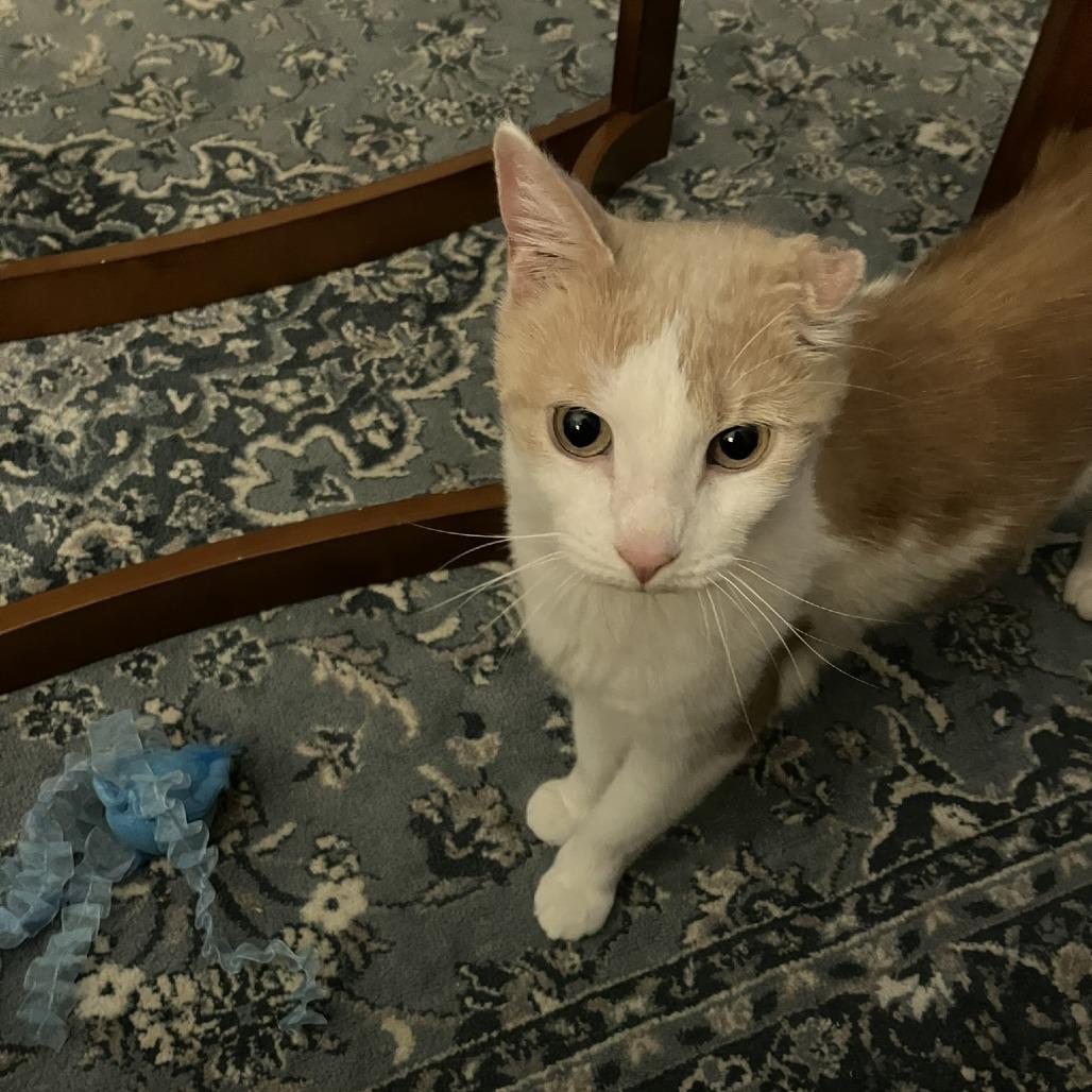 Foxtrot, Adoptable, Senior Male Domestic Medium Hair.