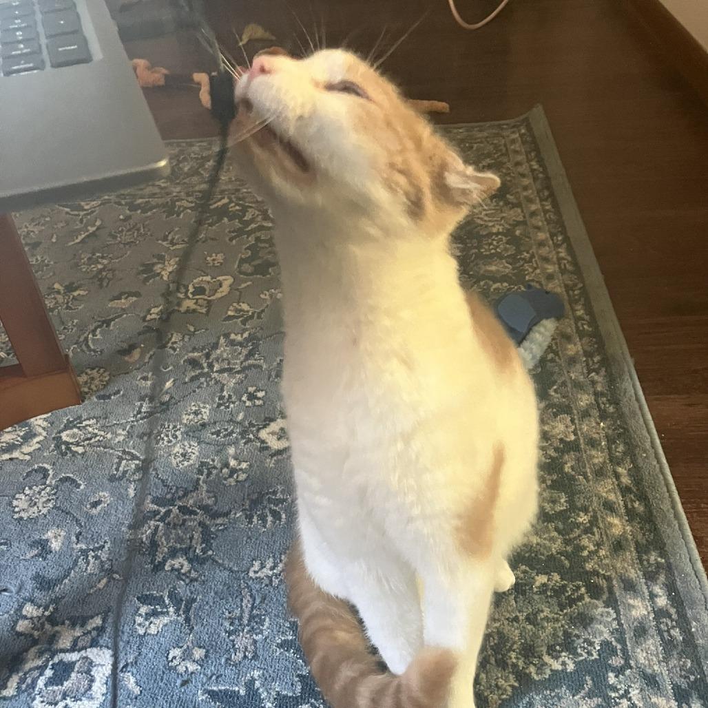 Enlarge Foxtrot, a Adoptable Domestic Medium Hair in St. Paul, MN image 3/6