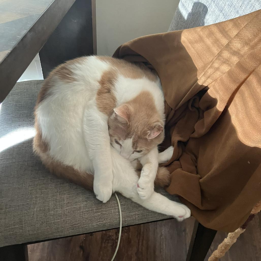 Enlarge Foxtrot, a Adoptable Domestic Medium Hair in St. Paul, MN image 4/6