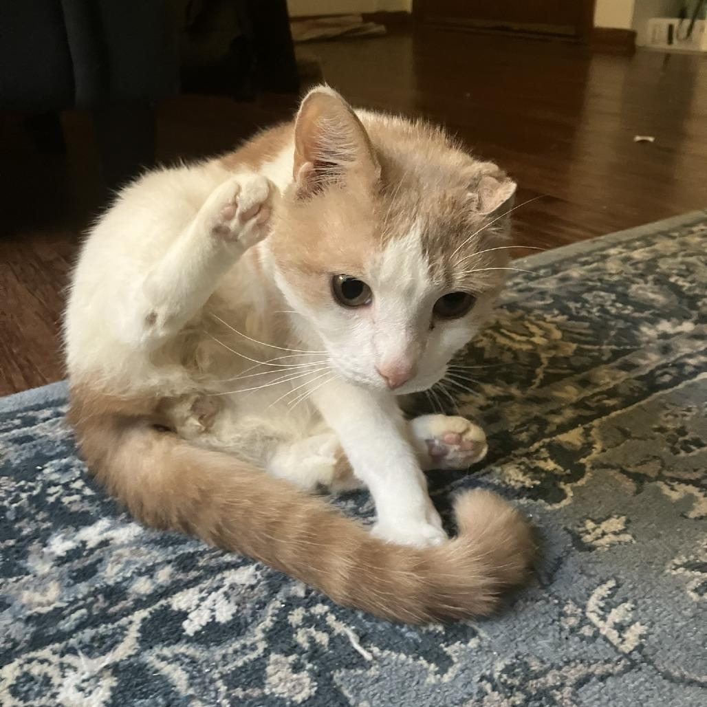 Enlarge Foxtrot, a Adoptable Domestic Medium Hair in St. Paul, MN image 5/6