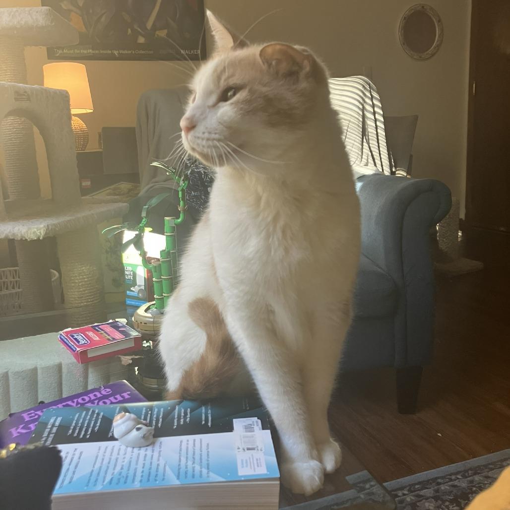 Enlarge Foxtrot, a Adoptable Domestic Medium Hair in St. Paul, MN image 6/6