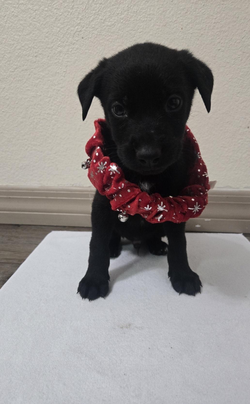 Kris, adoptable, Puppy Male German Shepherd Dog & Husky.