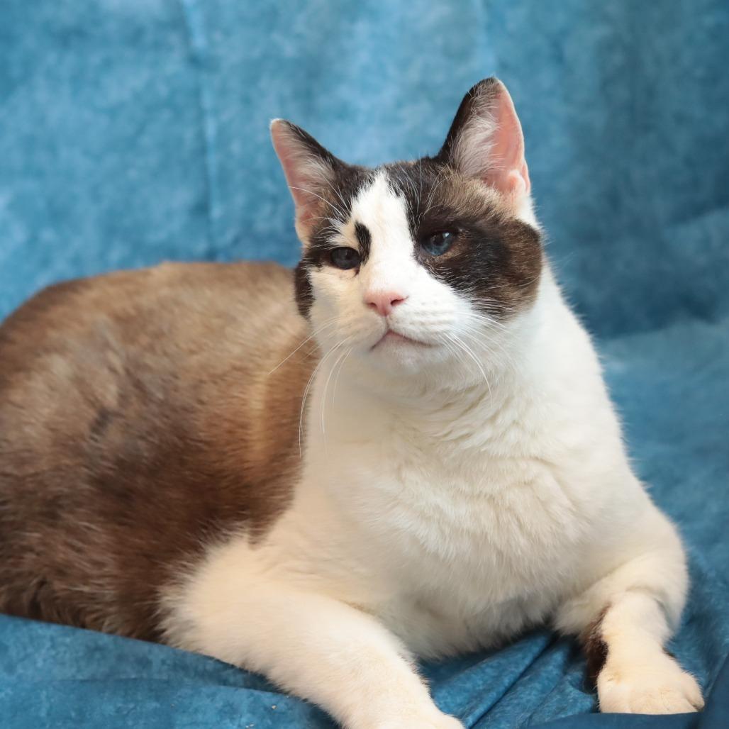 Pound Cake, Adoptable, Senior Male Domestic Short Hair.