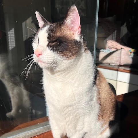 Enlarge Pound Cake, a Adoptable Domestic Short Hair in Philadelphia, PA image 1/6