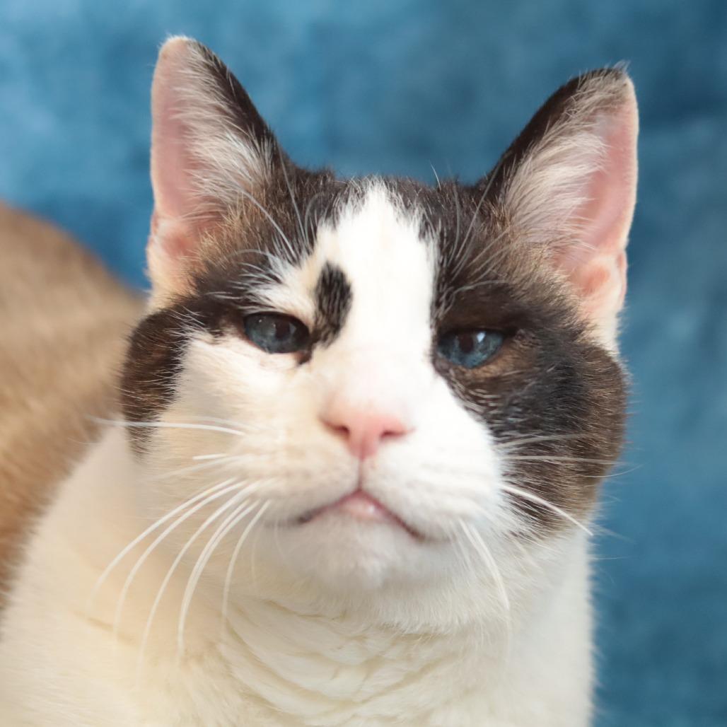 Pound Cake, Adoptable, Senior Male Domestic Short Hair.