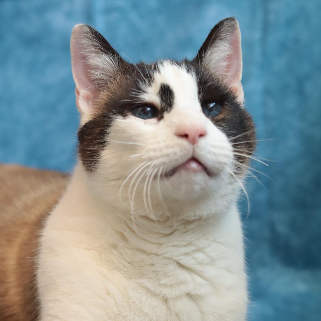 Enlarge Pound Cake, a Adoptable Domestic Short Hair in Philadelphia, PA image 2/6