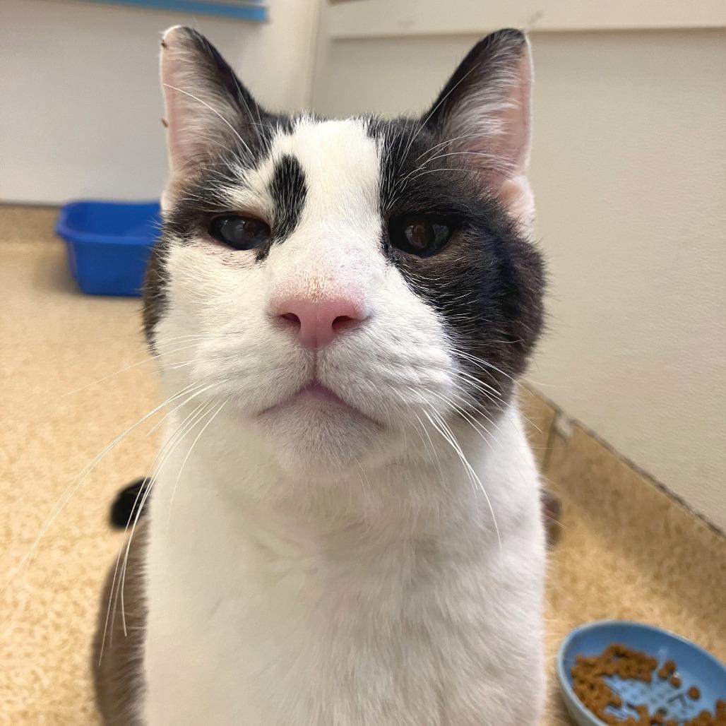 Enlarge Pound Cake, a Adoptable Domestic Short Hair in Philadelphia, PA image 3/6