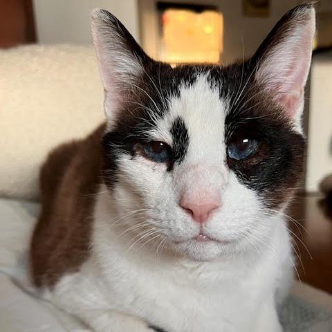 Enlarge Pound Cake, a Adoptable Domestic Short Hair in Philadelphia, PA image 3/6