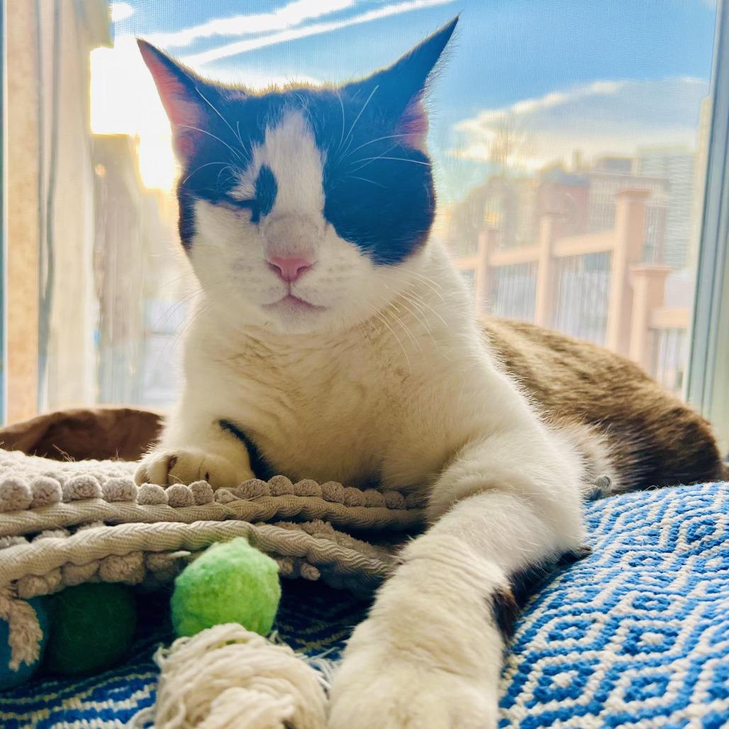 Enlarge Pound Cake, a Adoptable Domestic Short Hair in Philadelphia, PA image 4/6