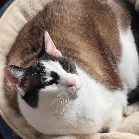 Enlarge Pound Cake, a Adoptable Domestic Short Hair in Philadelphia, PA image 5/6