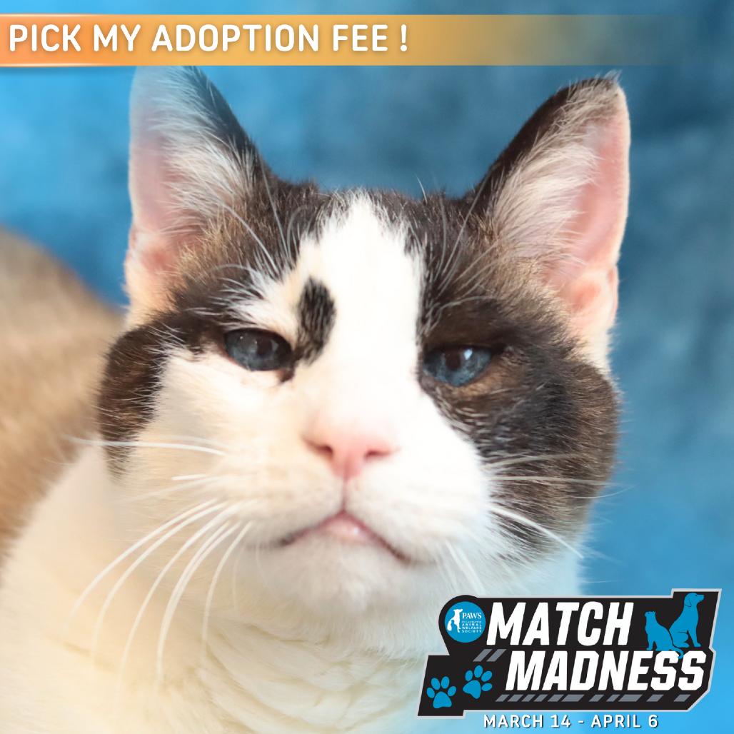 Enlarge Pound Cake, a Adoptable Domestic Short Hair in Philadelphia, PA image 5/6