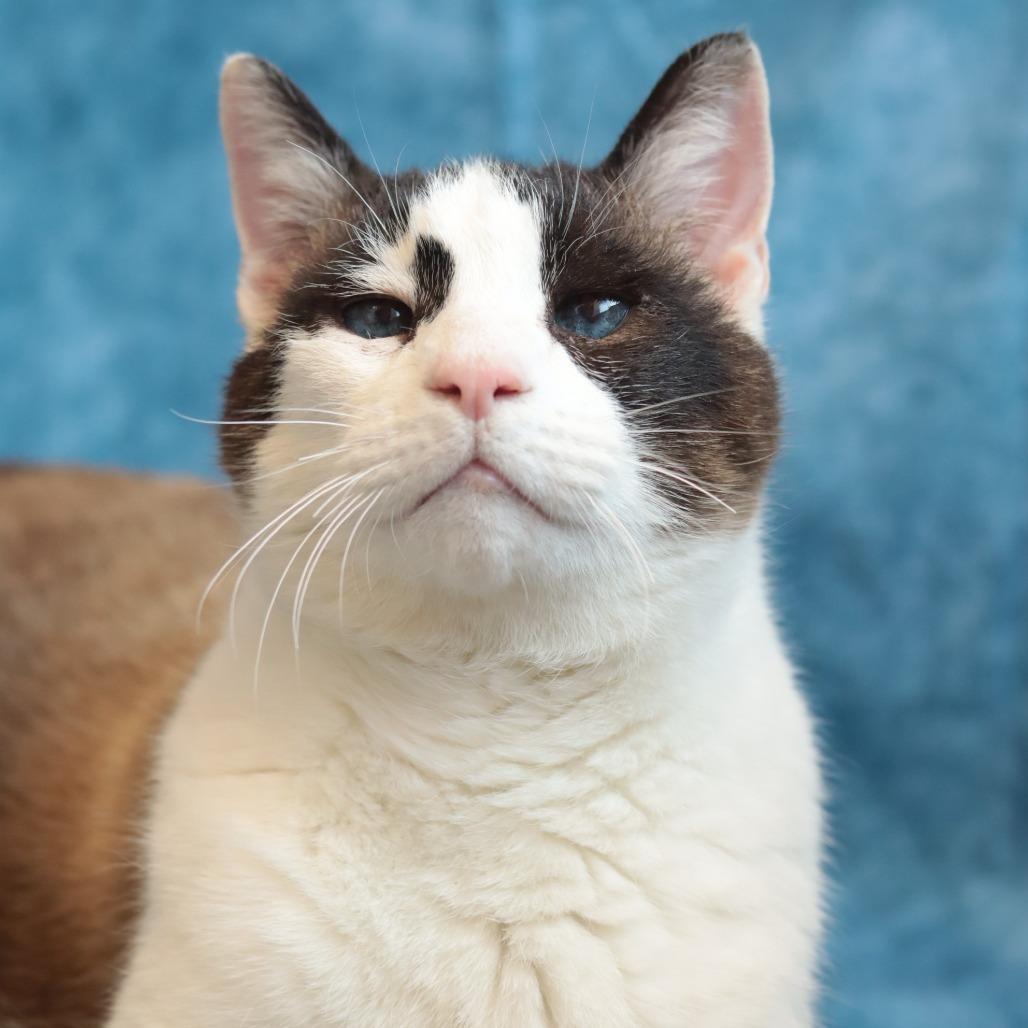 Enlarge Pound Cake, a Adoptable Domestic Short Hair in Philadelphia, PA image 5/6