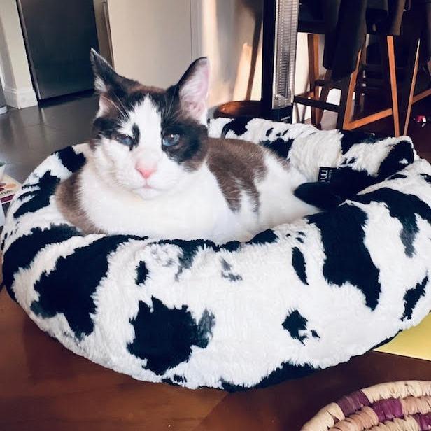 Enlarge Pound Cake, a Adoptable Domestic Short Hair in Philadelphia, PA image 6/6