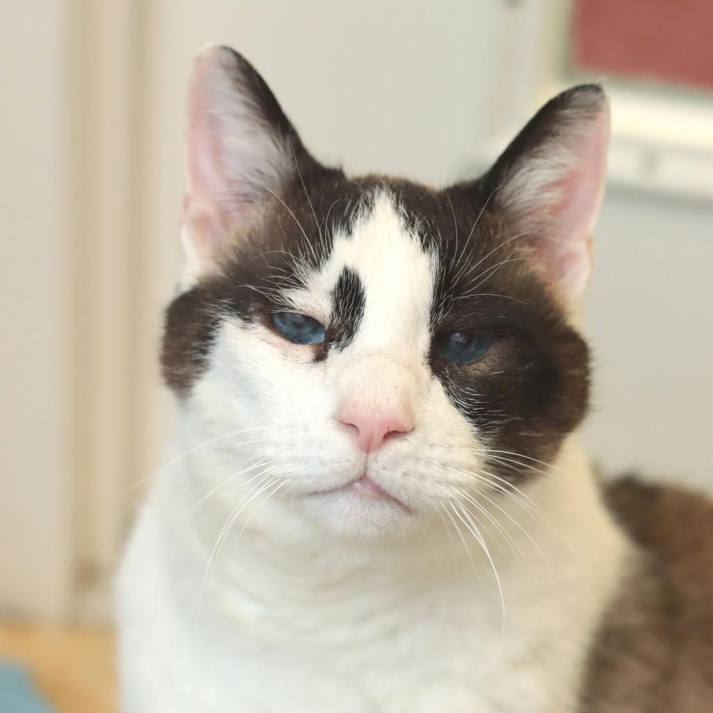 Enlarge Pound Cake, a Adoptable Domestic Short Hair in Philadelphia, PA image 6/6