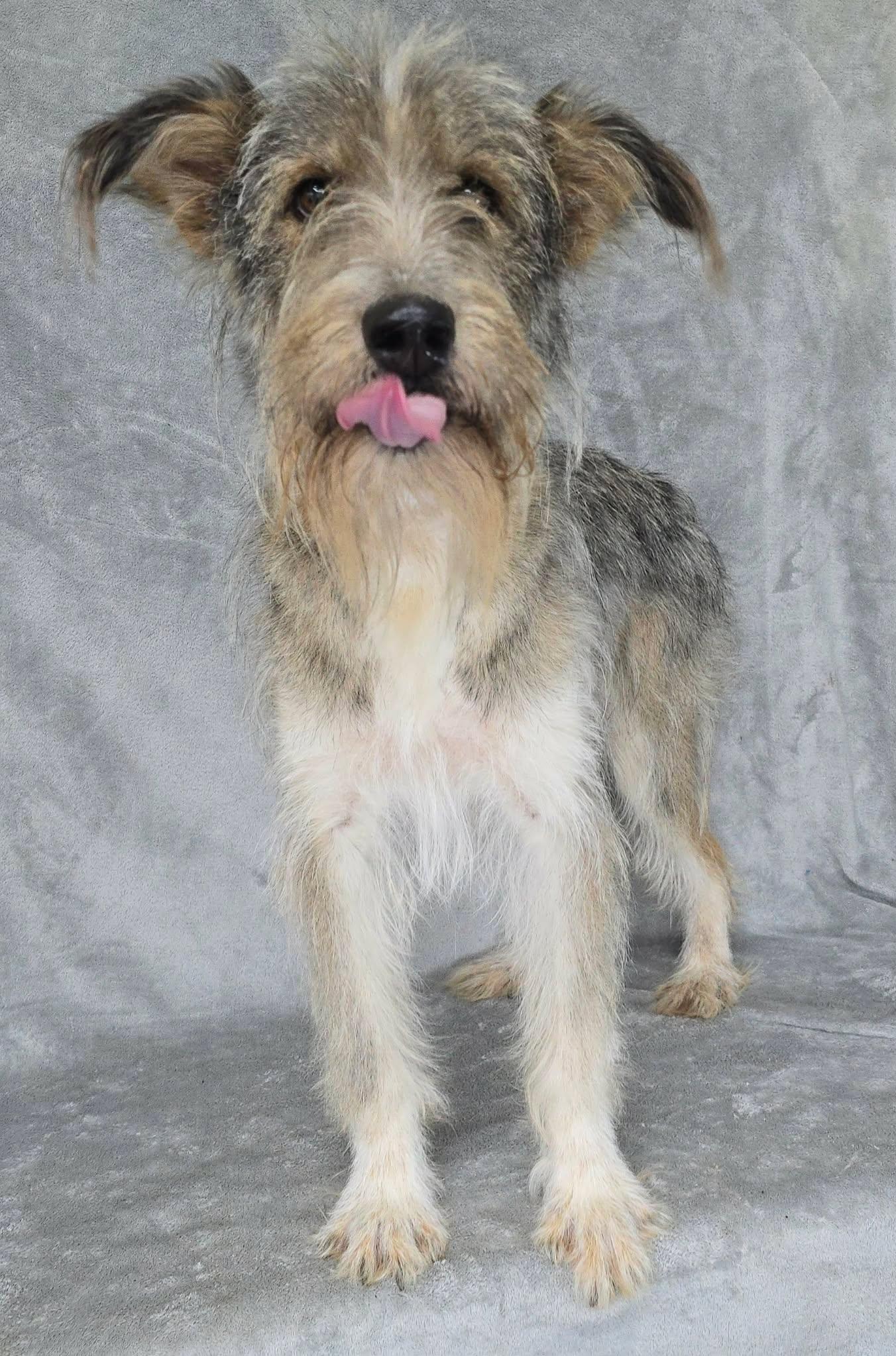 Brent, an adopted mixed breed in New York, NY image 2/4