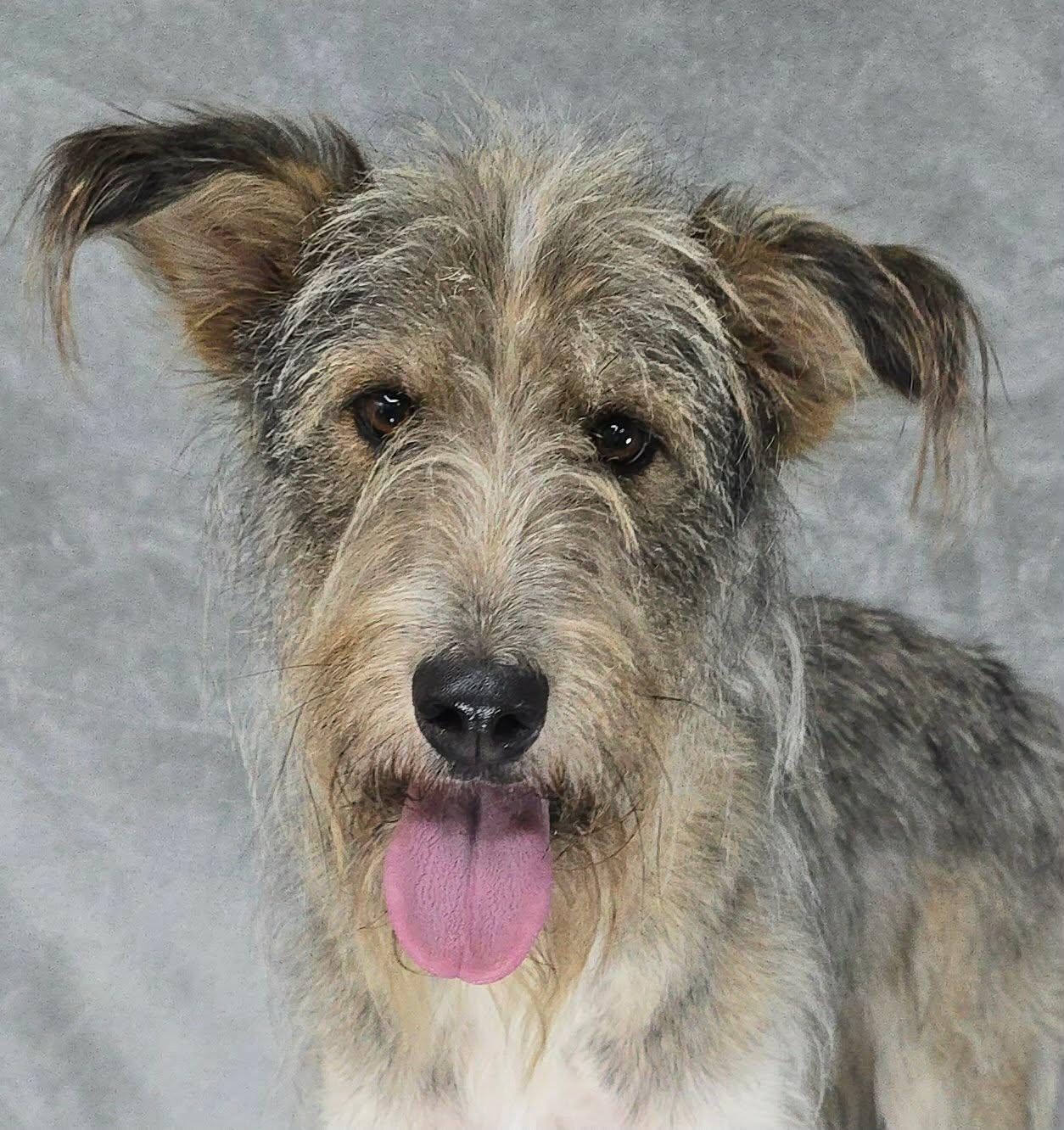 Brent, an adopted mixed breed in New York, NY image 3/4