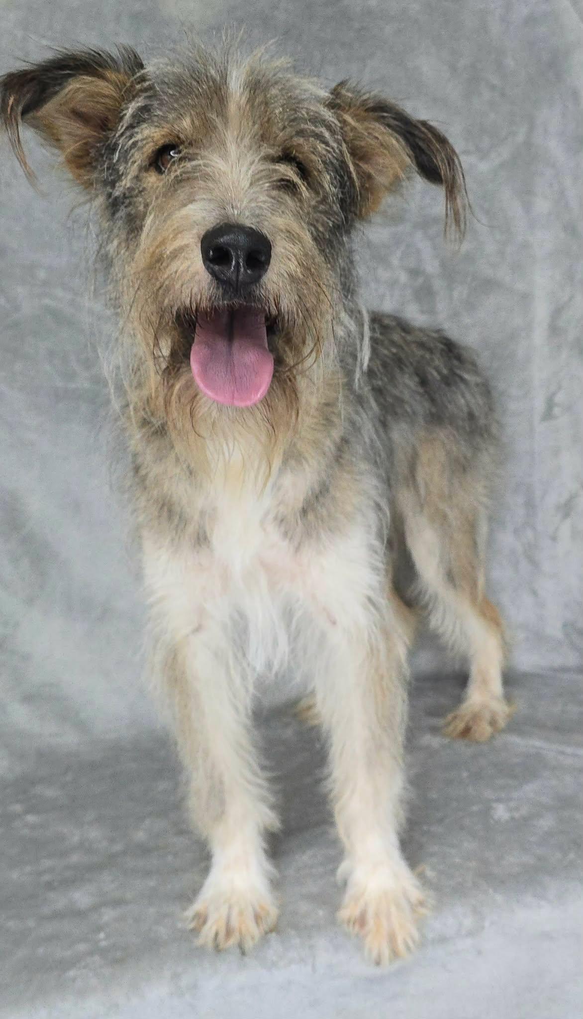 Brent, an adopted mixed breed in New York, NY image 4/4